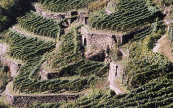 VINI DELLA VALTELLINA